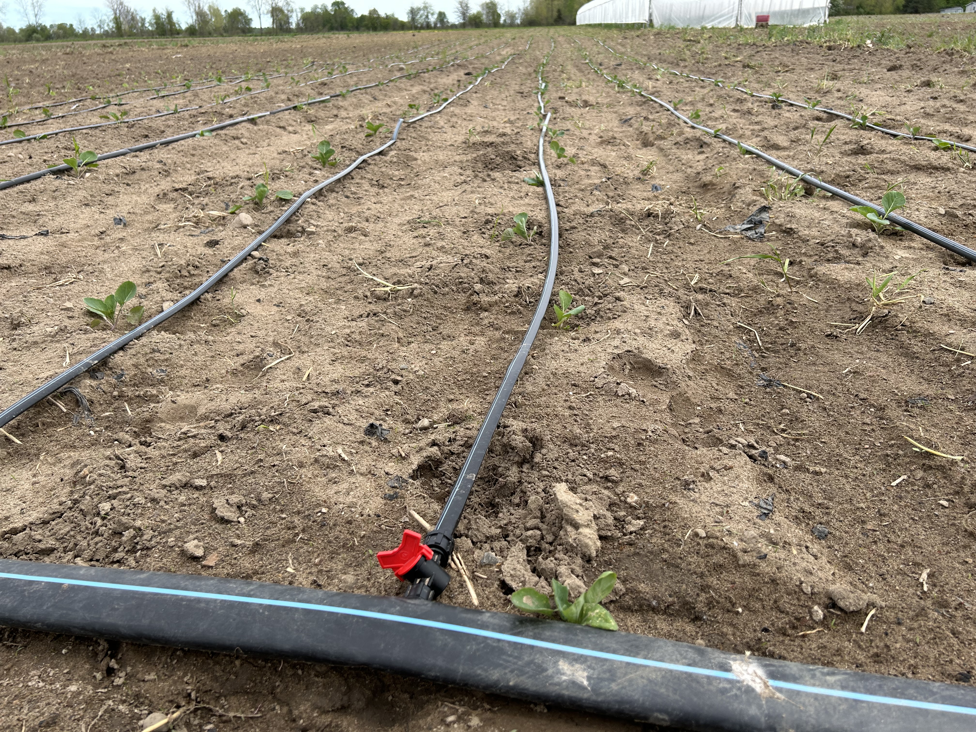 Irrigation pipes in cabbage field.